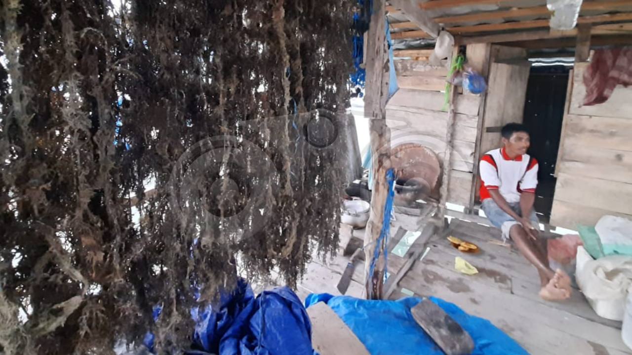 Minim Penghasilan, Petani Rumput Laut Ini Tetap Berjuang Sekolahkan Keempat Anaknya