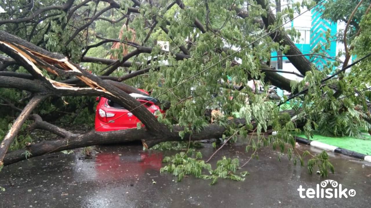 Pohon Berusia Ratusan Tahun Tumbang Timpa Kendaraan Melintas
