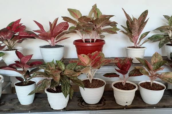 Puntung Rokok Bisa Atasi Hama di Bunga Aglonema, Begini Caranya