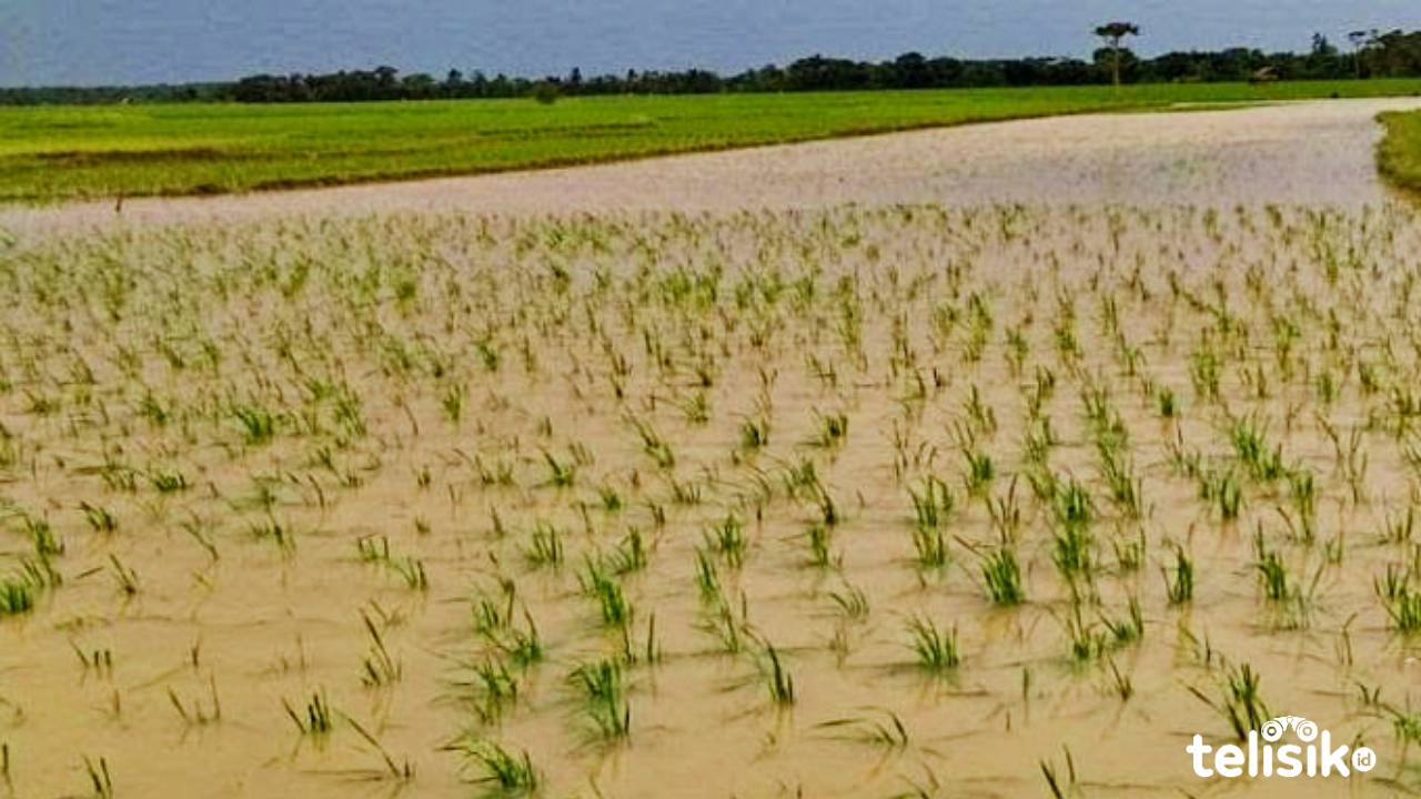 Sawah Diterjang Banjir, Petani Deli Serdang Gagal Panen