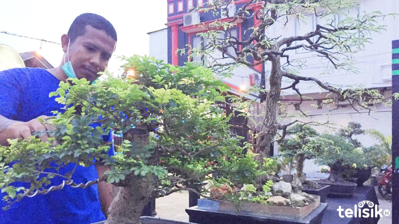 Unik, Puluhan Tanaman Bonsai Dipamerkan di Kendari