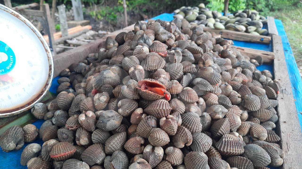 4 Khasiat Kerang Laut bagi Kesehatan Tubuh