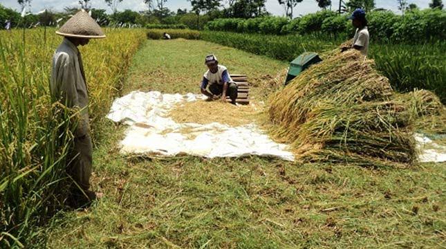 Jaga Kestabilan Pangan, Petani di Konawe Bakal Dapat LPM