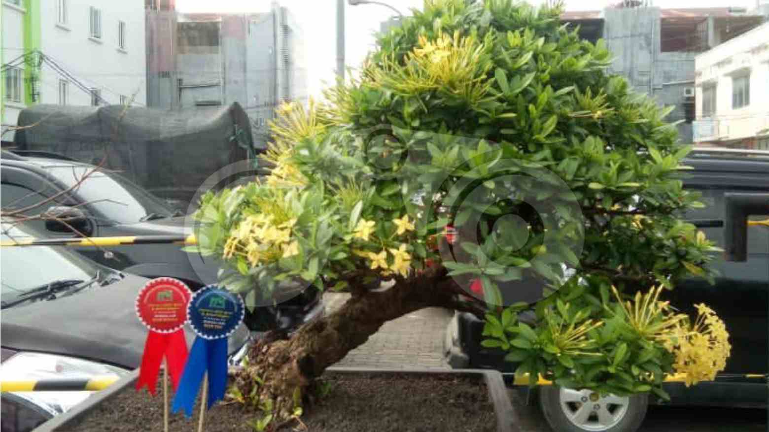 Foto Humanis: Seni dan Hobi Bonsai