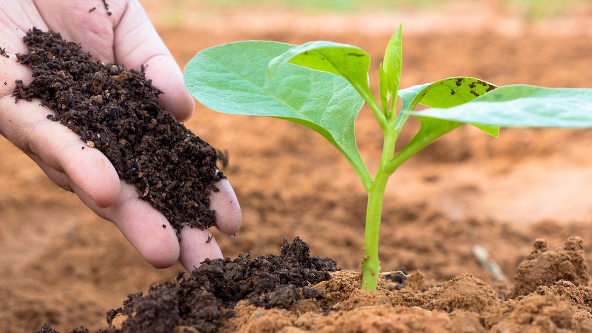 Jangan Dibuang, Sampah Rumah Tangga Ini Bisa Disulap Menjadi Pupuk Kompos