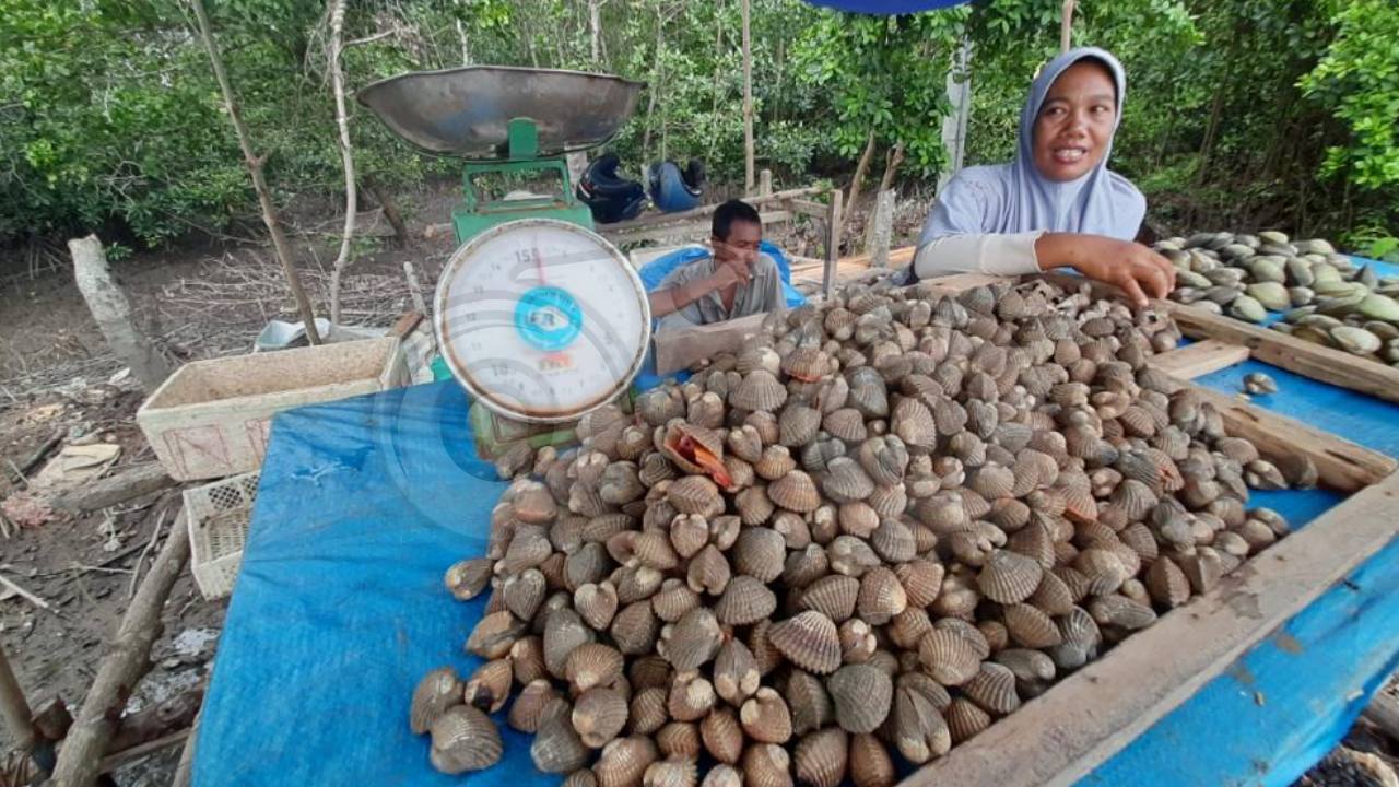 Minim Pendapatan, Pria Berusia 50 Tahun Ini Hidupi Keluarganya dengan Menjual Kerang Laut