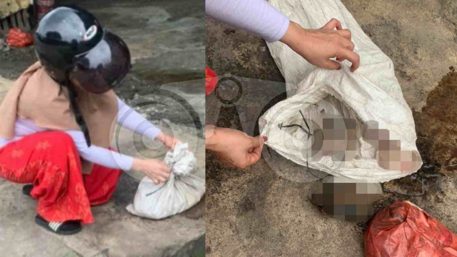 Mutilasi Kucing di Medan Terkuak, Pelaku Jual Dagingnya di Pasar