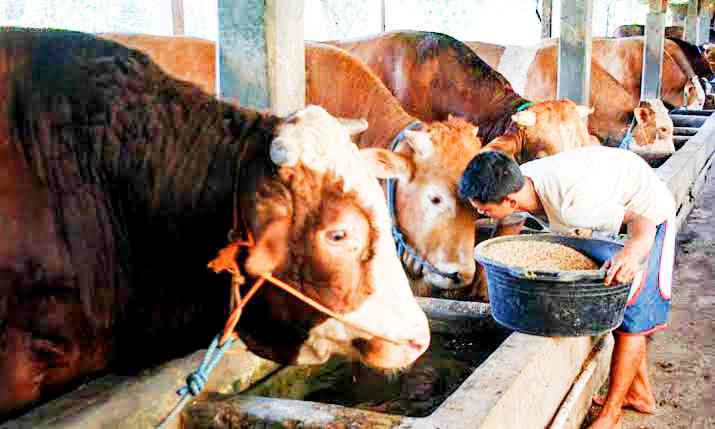 Pemerintah Datangkan Setengah Juta Ekor, Dewan Jatim Tolak Sapi Import