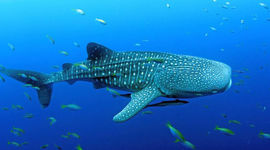 Perairan Sultra, Habitat dan Jalur Migrasi Hiu Paus dan Hewan Langka Lainnya