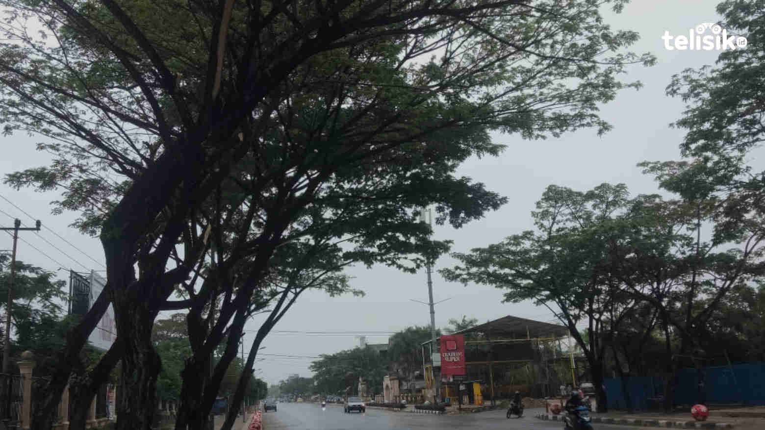 Pohon Rawan Tumbang, Warga Kendari Bisa Menyurat ke DLHK