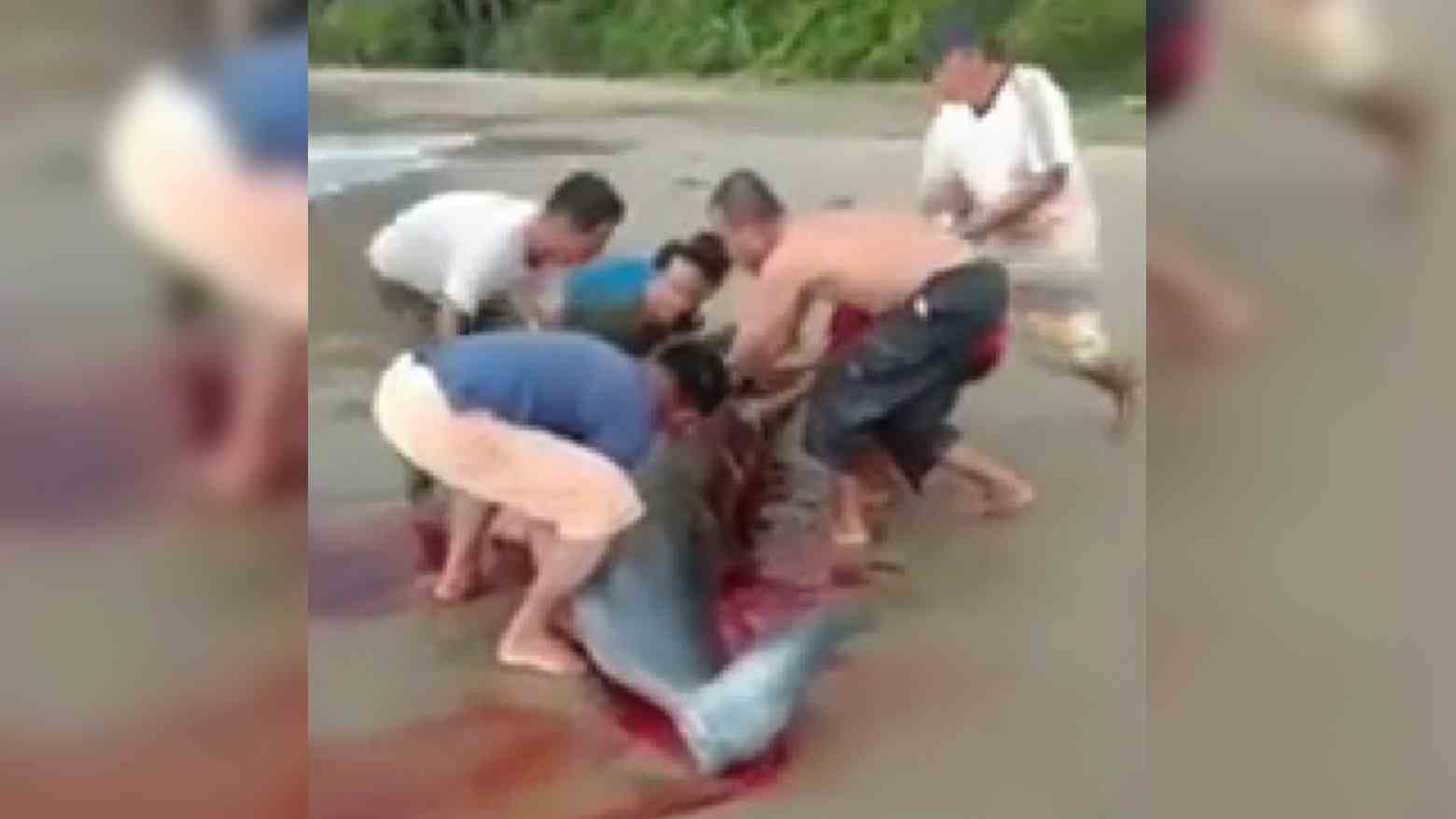 Viral, Ikan Paus Tewas Terdampar di Pantai Nias Selatan