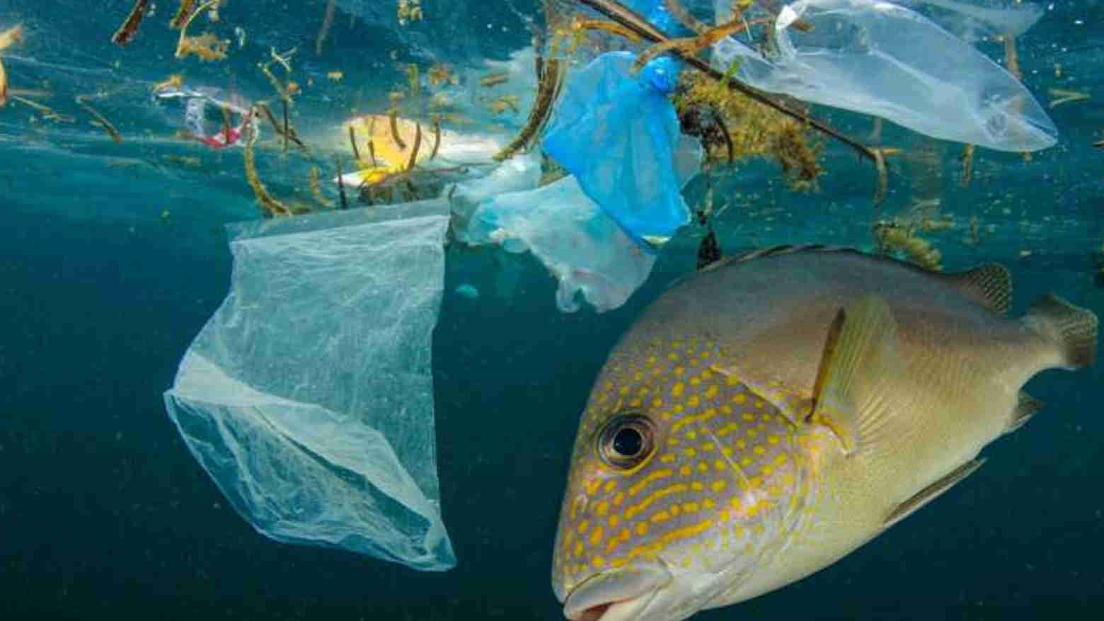 Warga Kendari Diimbau Jangan Buang Sampah di Laut