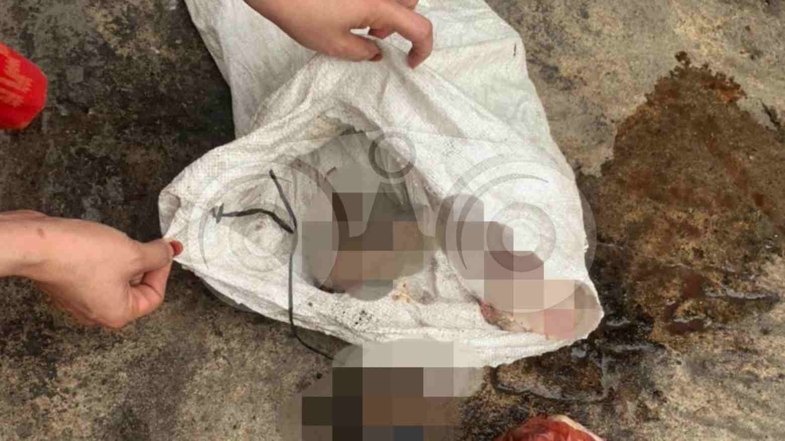 Warga Medan Temukan Potongan Kepala Kucing dan Organ Lainnya