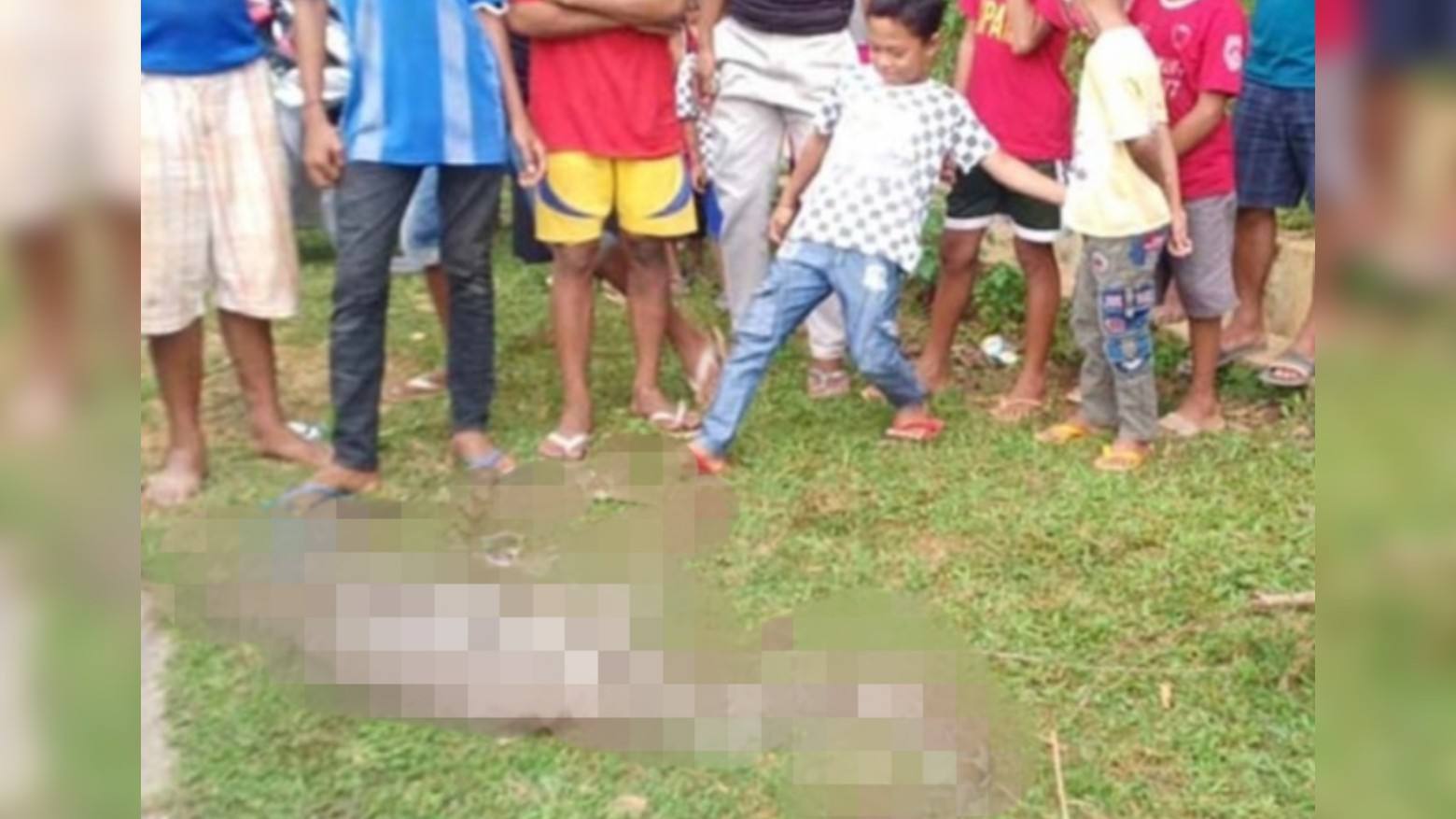 Warga Mubar Temukan Ular Piton Telan Anak Sapi