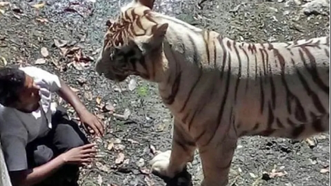 3.000 Wanita di Desa ini Hidup Menjanda, Suami Mereka Tewas Diterkam Harimau