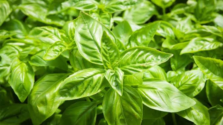 4 Efek Samping Daun Kemangi bagi Tubuh yang Perlu Anda Ketahui