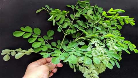 5 Manfaat Kelor dari Mengatasi Asma hingga Menjaga Jantung