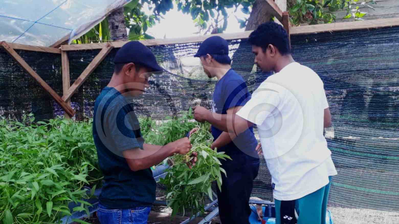 Bertani Pola Hidroponik, Kebutuhan Sayur Tak Lagi Bergantung dari Ibu Kota