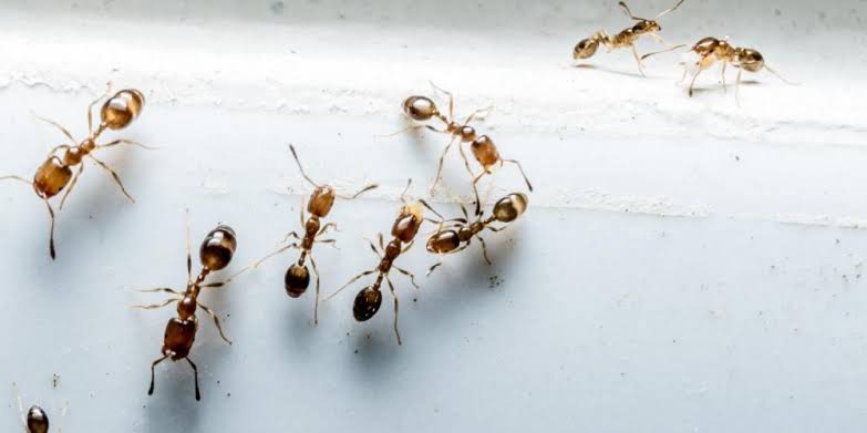 Bolehkah Membunuh Semut? Berikut Penjelasannya