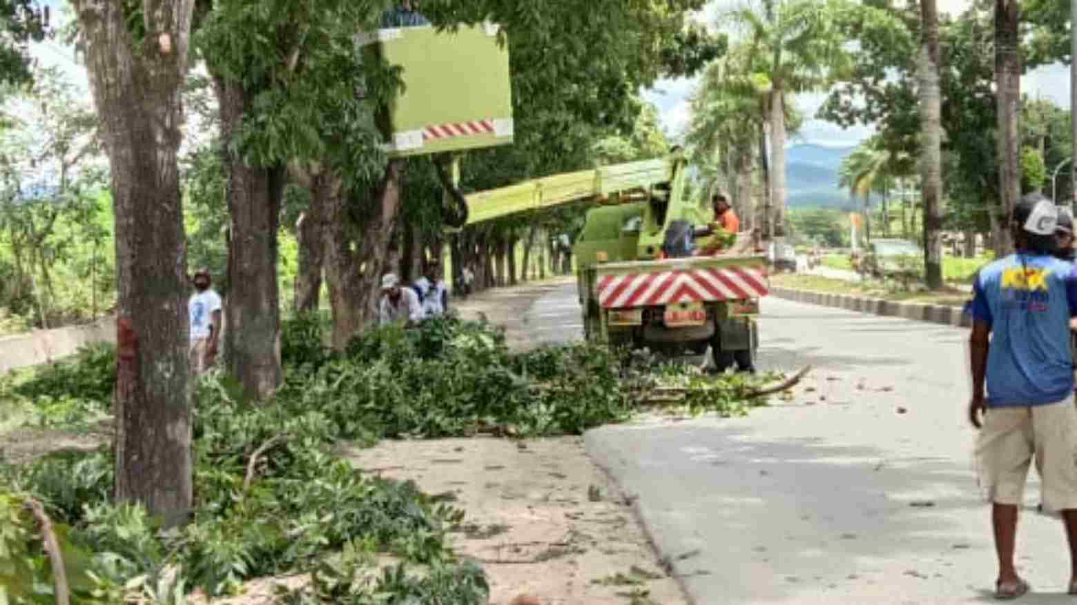 DLHK Kendari Maksimalkan 8 SDM Penebangan Pohon
