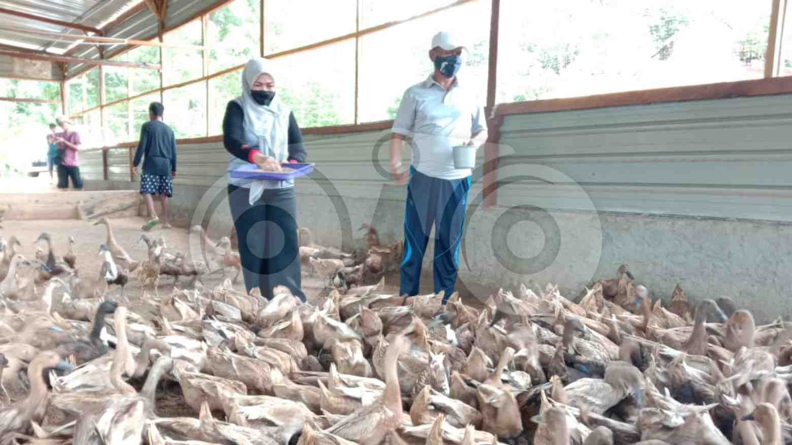 Pulang Kampung, Jenderal Purn Bahrim Pilih Beternak Bebek di Muna