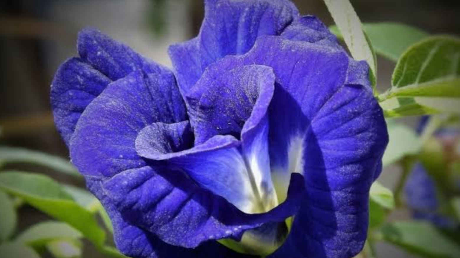 21 Manfaat Bunga Telang yang Ampuh Atasi Berbagai Penyakit, Begini Cara Membuat Ramuannya