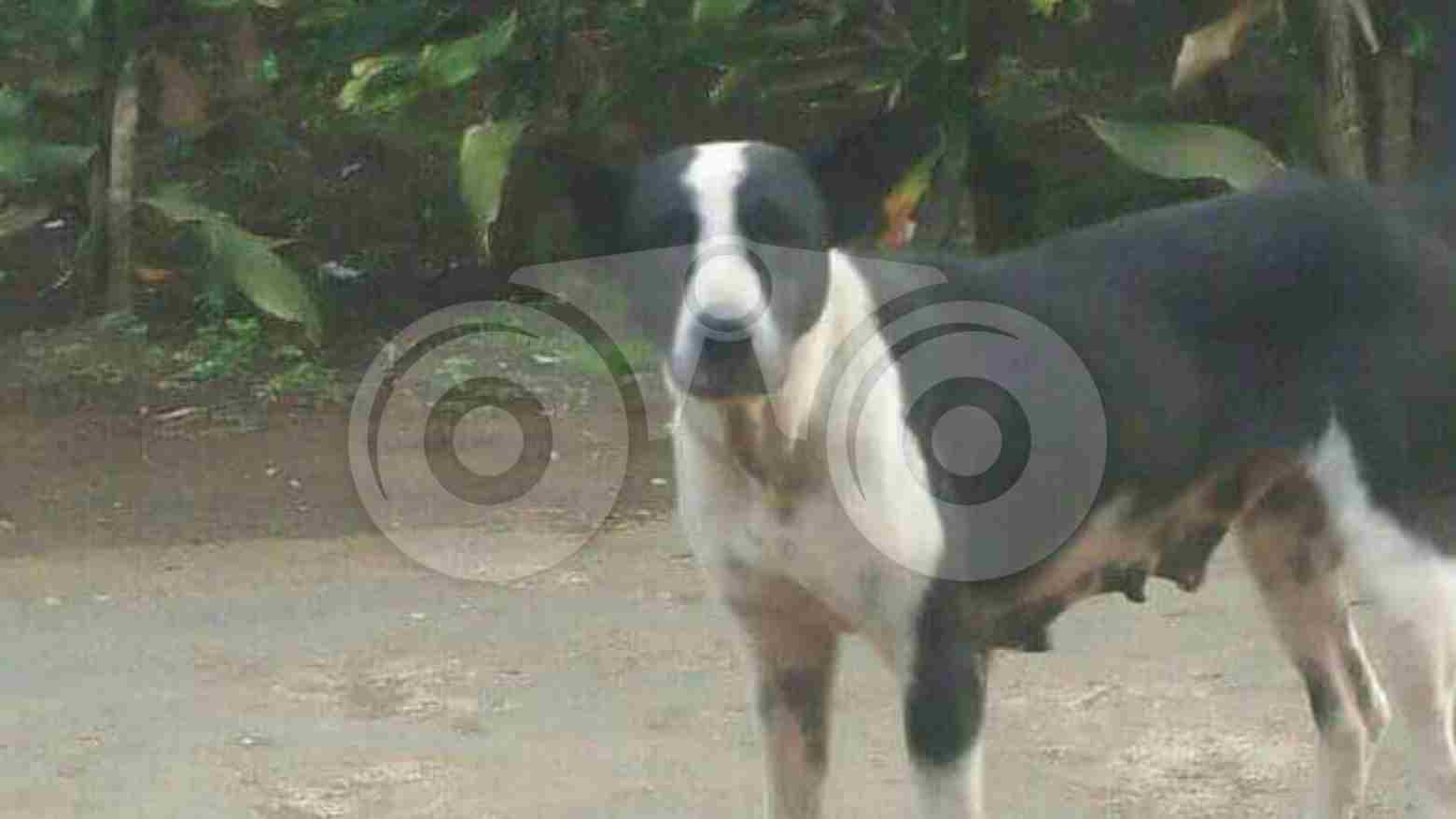 Ancam Keselamatan Anak, Anjing Berkeliaran Bakal Dibunuh