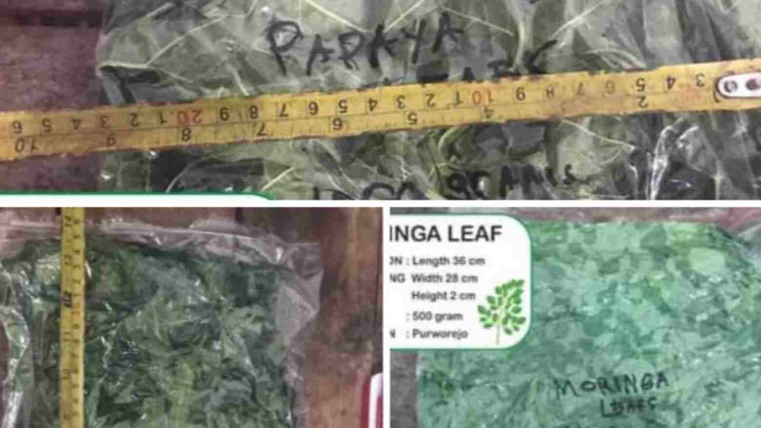 Daun Segar dari Muna Bakal Diekspor ke Singapura