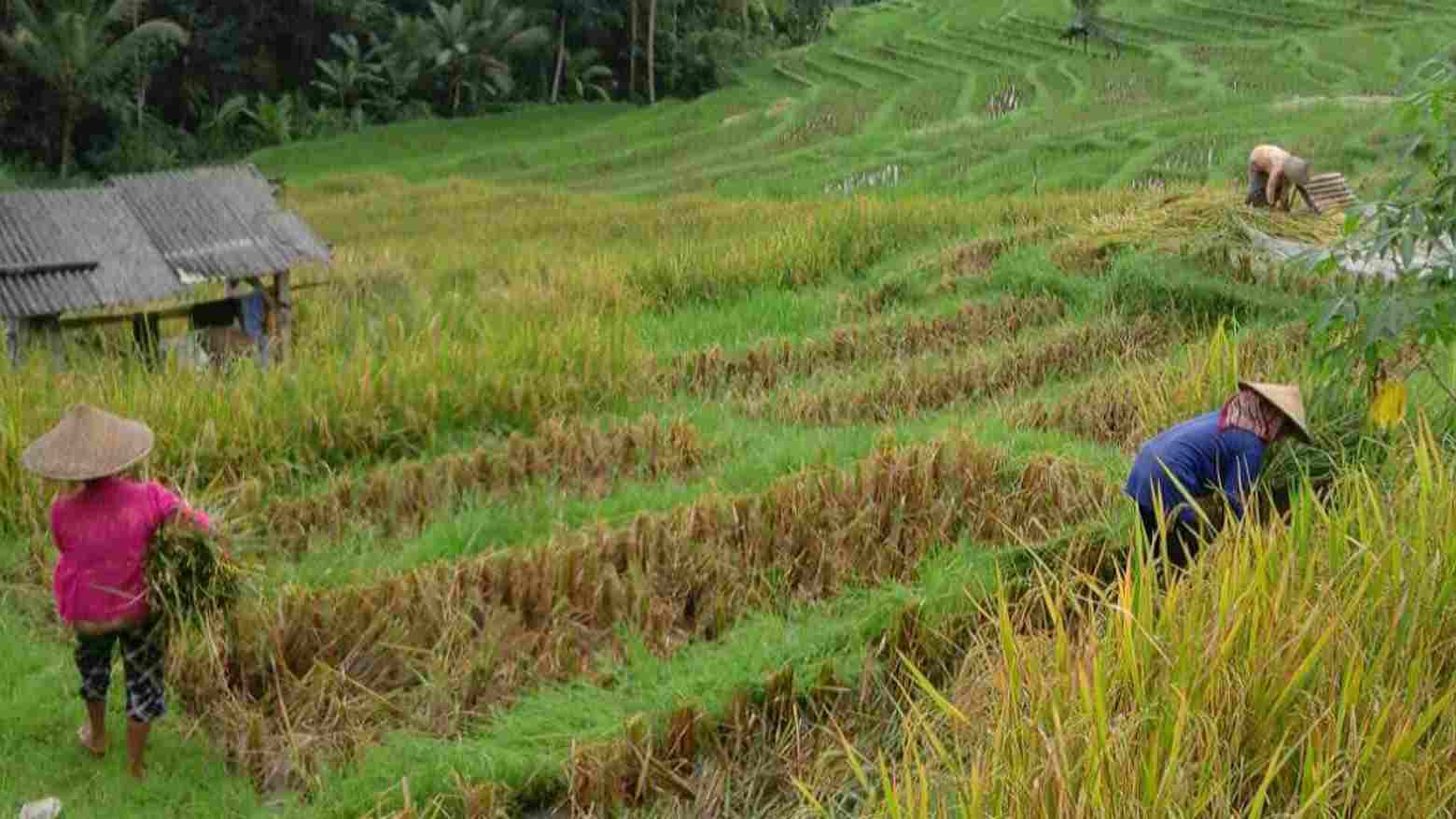 Harga Pupuk Tak Kunjung Turun, Petani di Nganjuk Terancam Merugi
