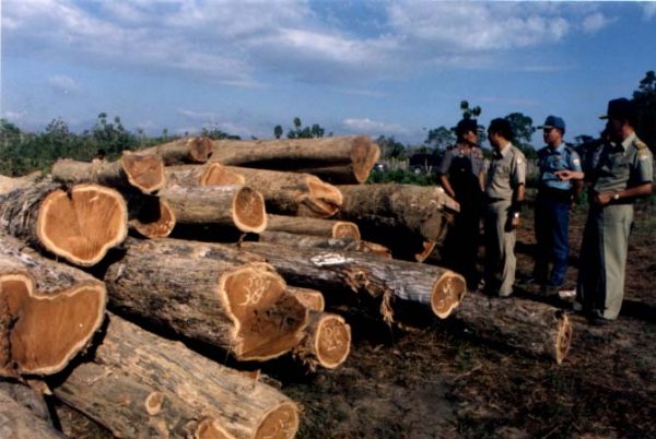 Penanaman Jati Diyakini Mampu Tingkatkan Perekonomian