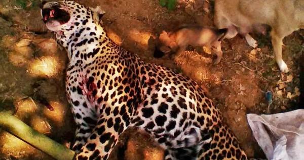 Viral: Pria di India Cekik Macan Tutul Sampai Tewas demi Selamatkan Keluarga