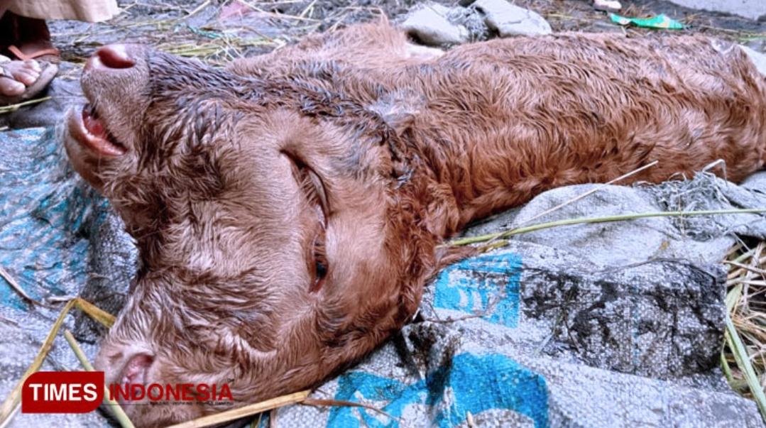 Warga Dihebohkan Seekor Sapi Lahir Berkepala Dua