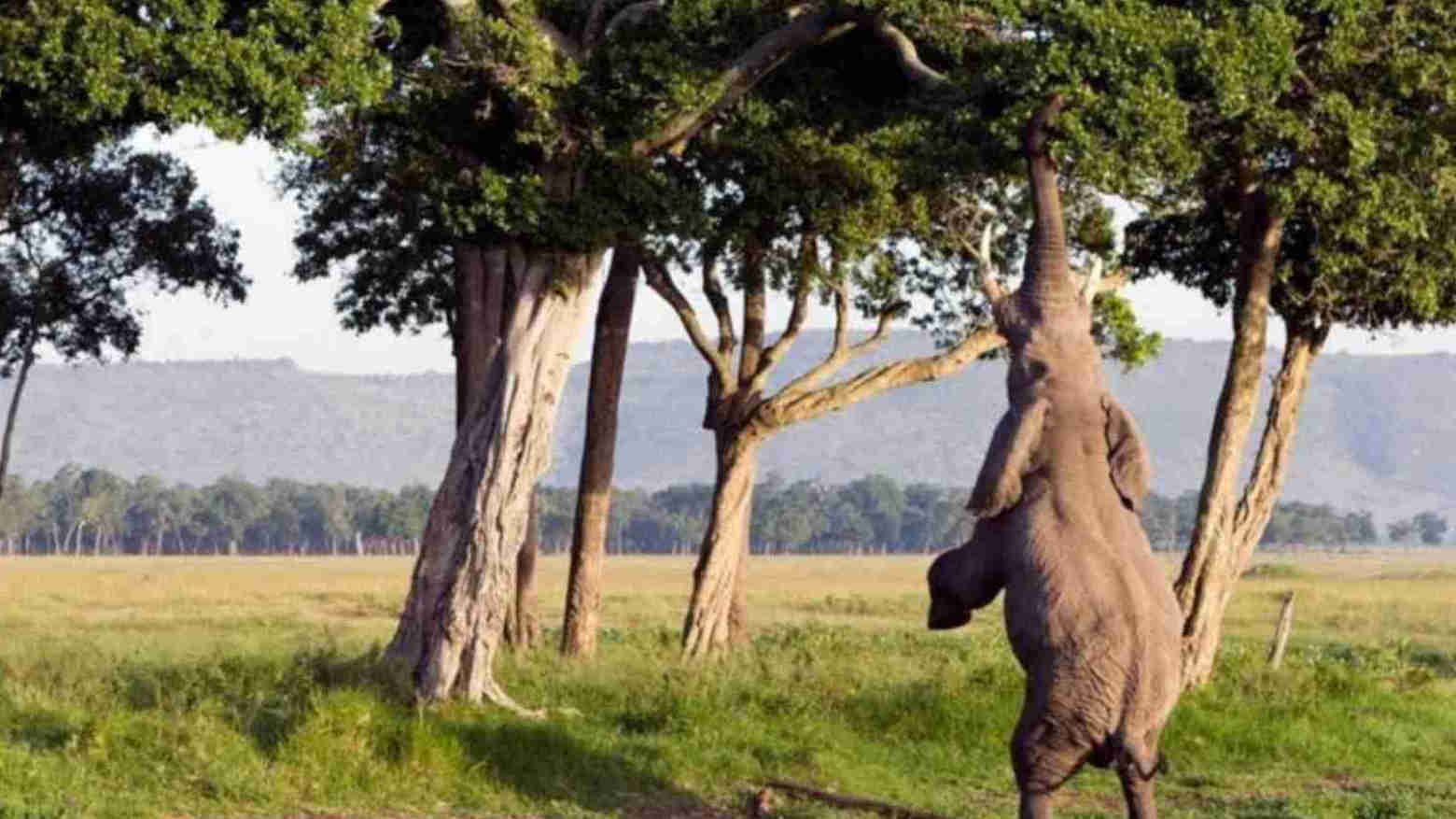 5 Hewan dengan Nafsu Makan yang Menakjubkan