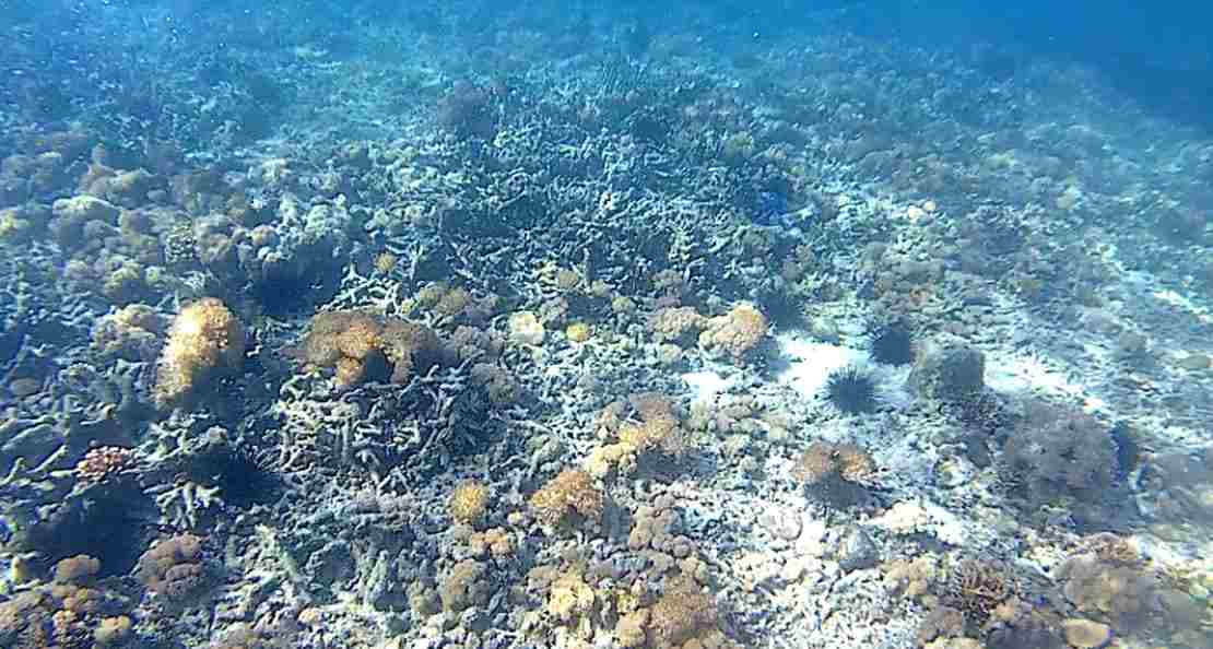 Bom Ikan dan Pukat Harimau Merusak 75 Persen Terumbu Karang di Selat Tiworo