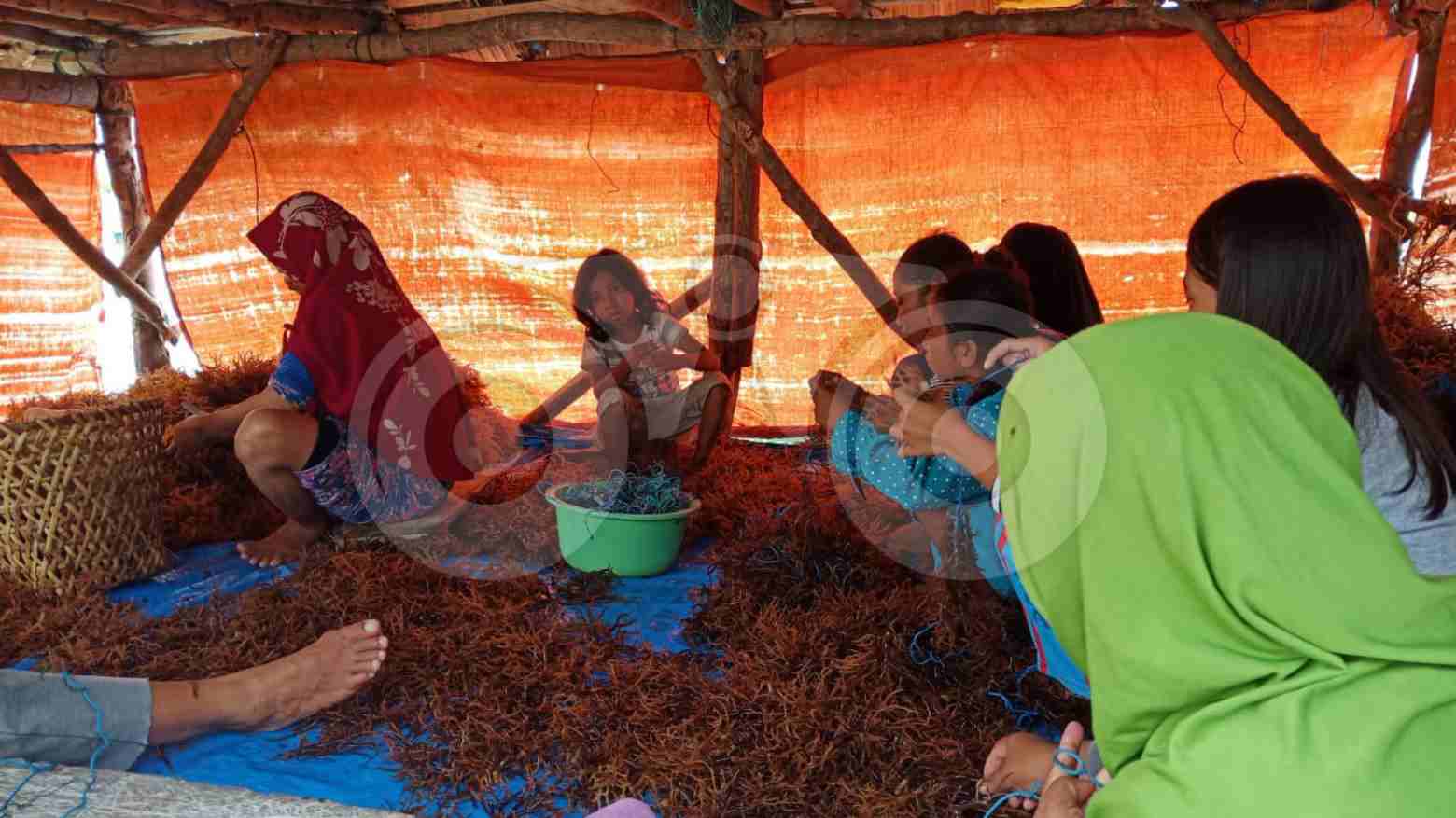 Cuaca Ekstrem, Petani Rumput Laut Terancam Gulung Tikar