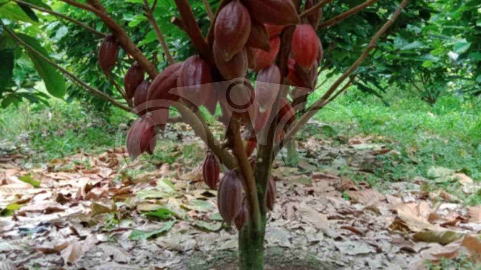 Pabrik Kakao Kolaka Utara Mampu Memproses Tiga Jenis Olahan Kakao