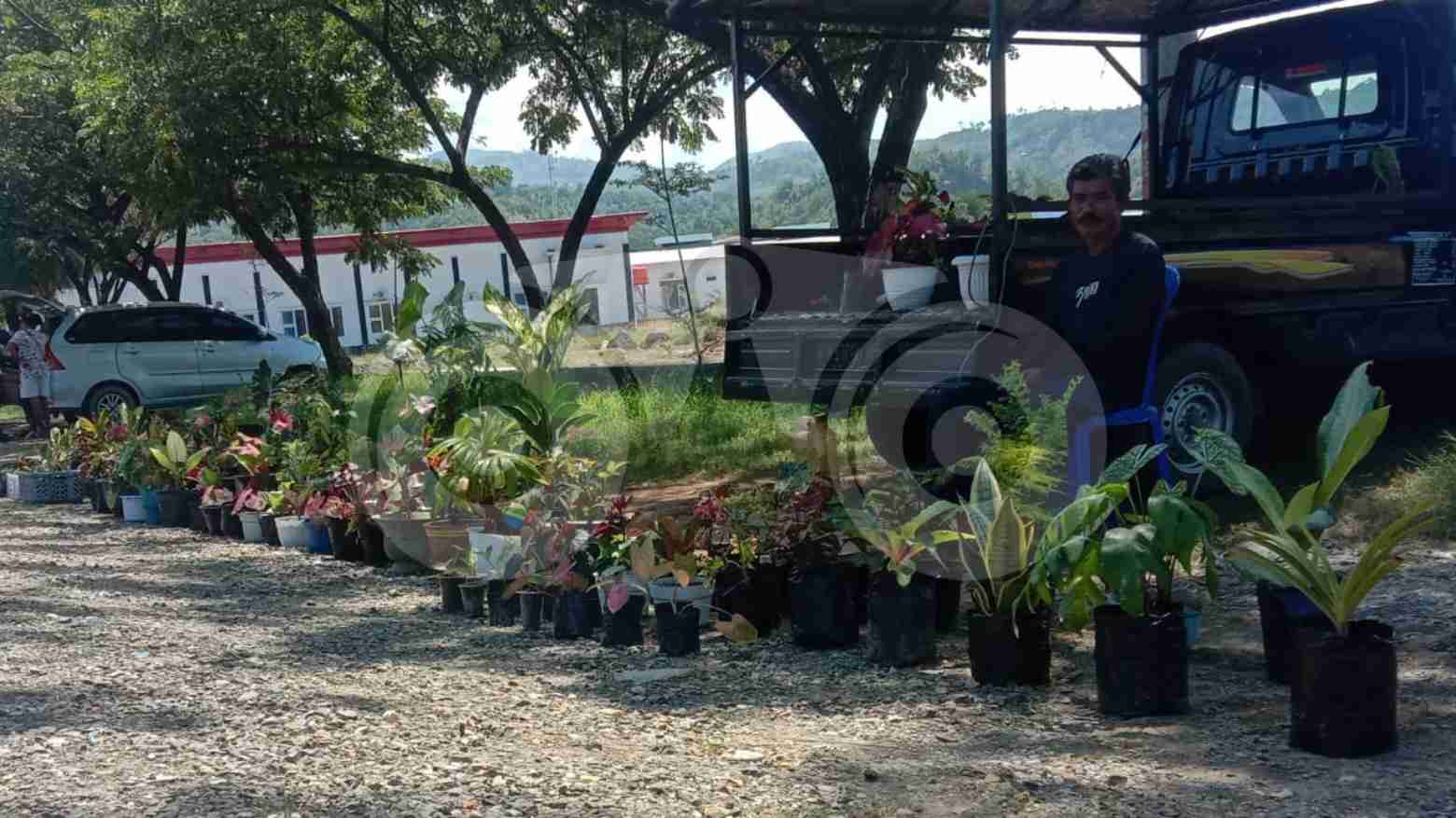 Peminat Tanaman Bunga Hias di Kolaka Meningkat Jelang Ramadan
