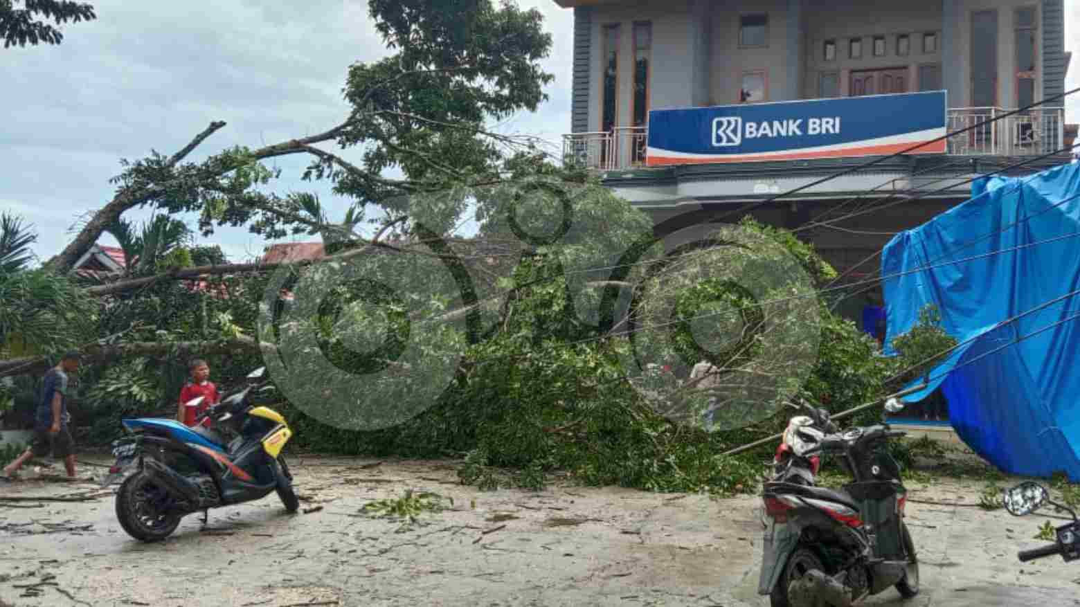 Pohon Tumbang Menimpa Empat Motor Nasabah Bank BRI di Konawe