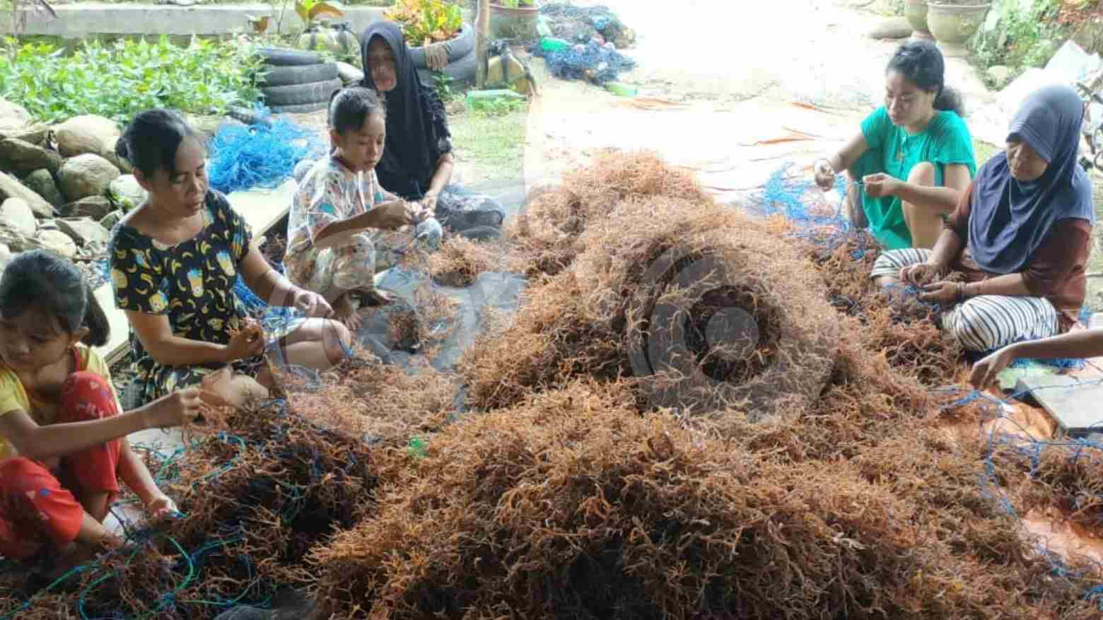 Hasil Menjanjikan, Masyarakat Pesisir Kolut Geluti Budidaya Rumput Laut