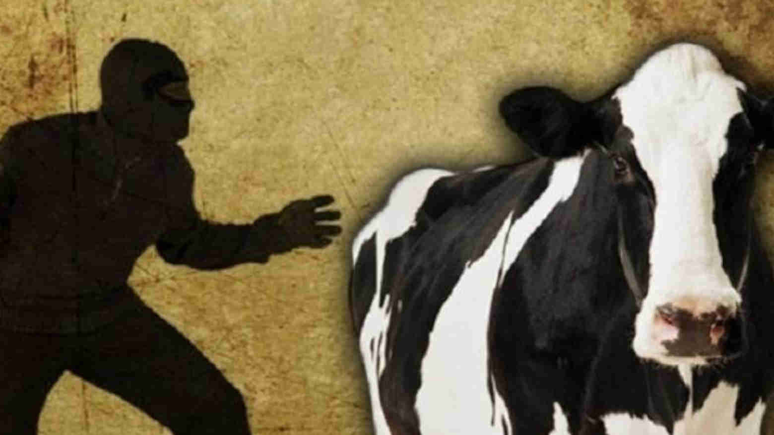 Saat Ramadan, Pencuri Sapi Bermodus Mutilasi Marak di Konawe