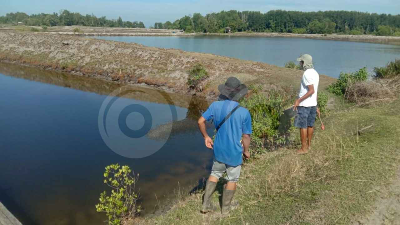 Semakin Berkembang, Begini Cara Warga Kolaka Budidaya Udang Air Laut