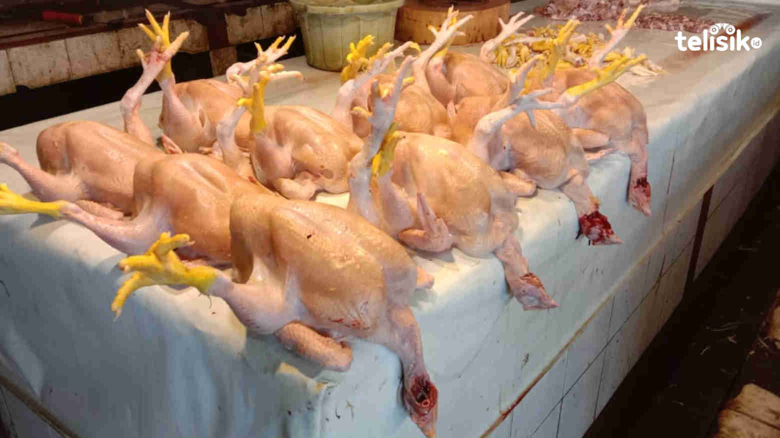 3 Hari Jelang Lebaran, Harga Ayam di Kendari Melonjak