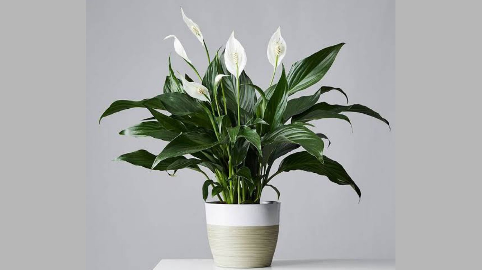 6 Tanaman Hias yang Hasilkan Oksigen dan Serap Racun di Malam Hari