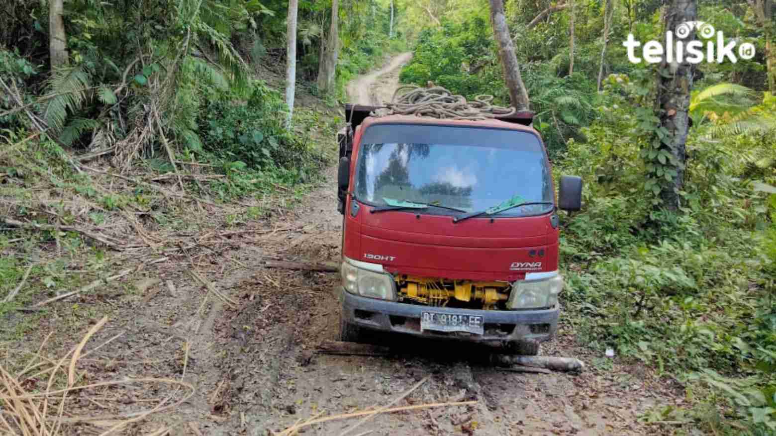 Aktivitas Perambahan Jati di Batauga Kembali Marak Terjadi