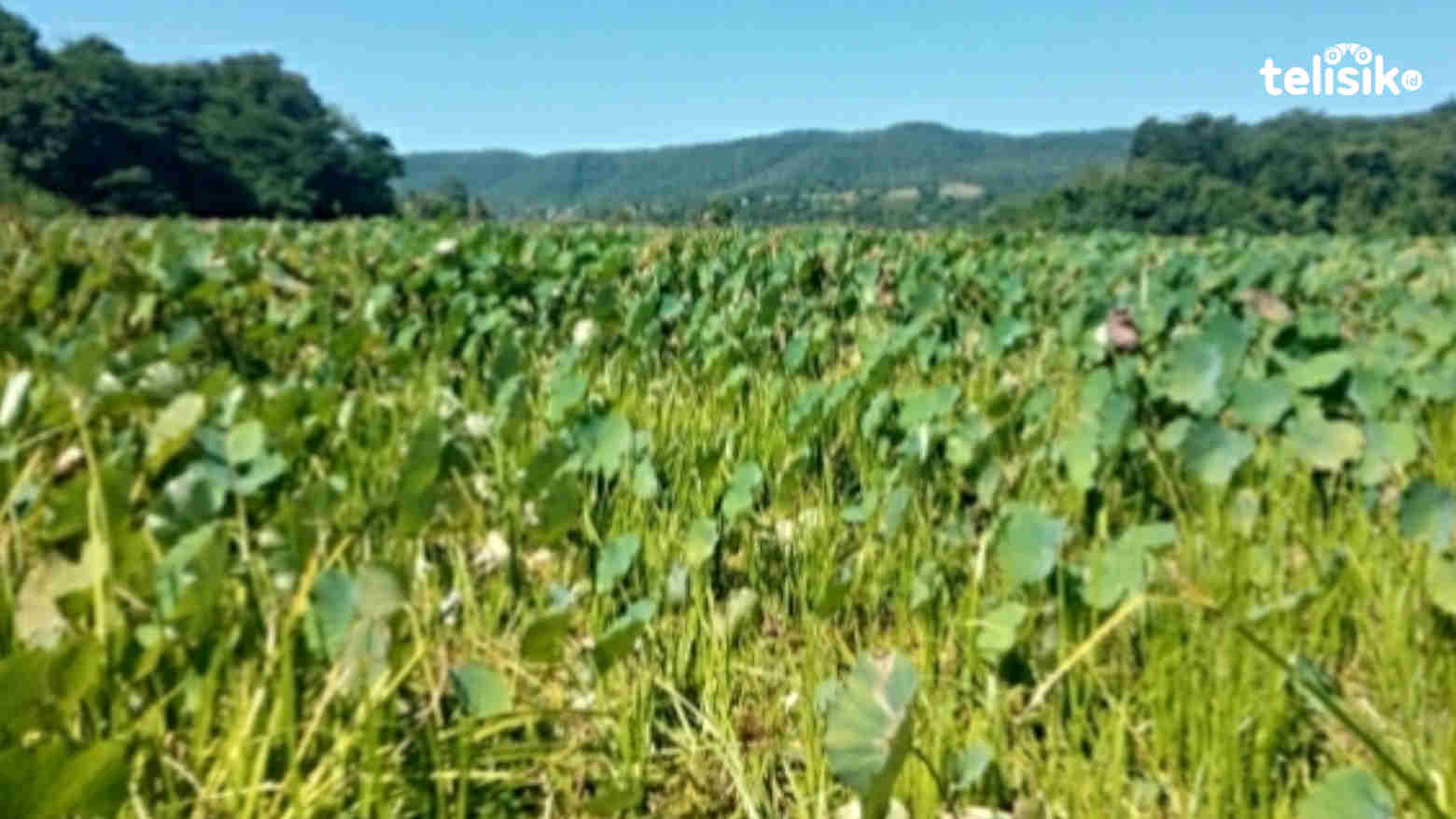 Berpotensi Rusak Sawah Warga, Pemda Diminta Bangun Tembok Pembatas di Rana Tonjong