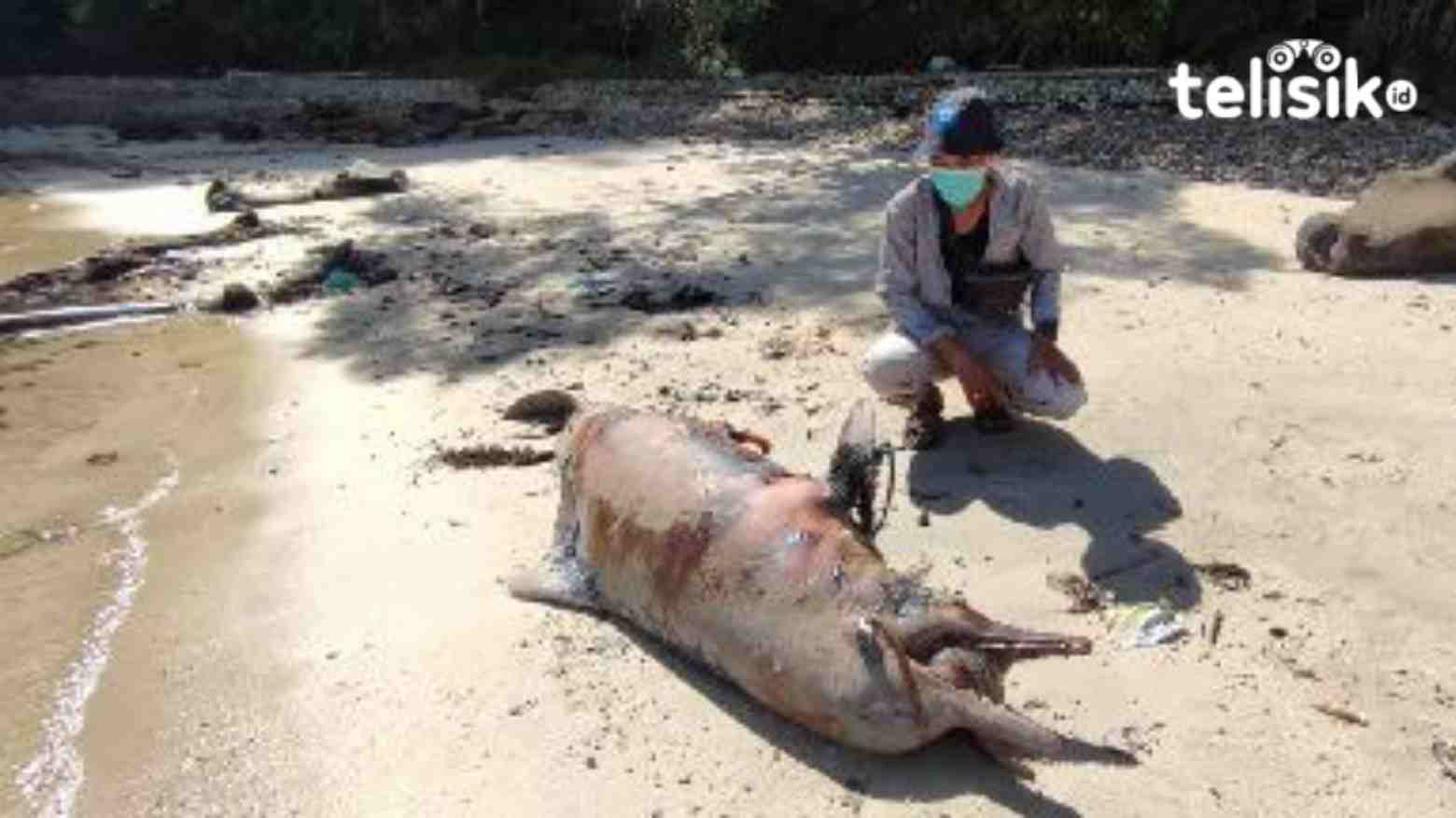 Diduga Mati karena Dipancing, Lumba-Lumba Ditemukan Warga Terdampar di Pantai