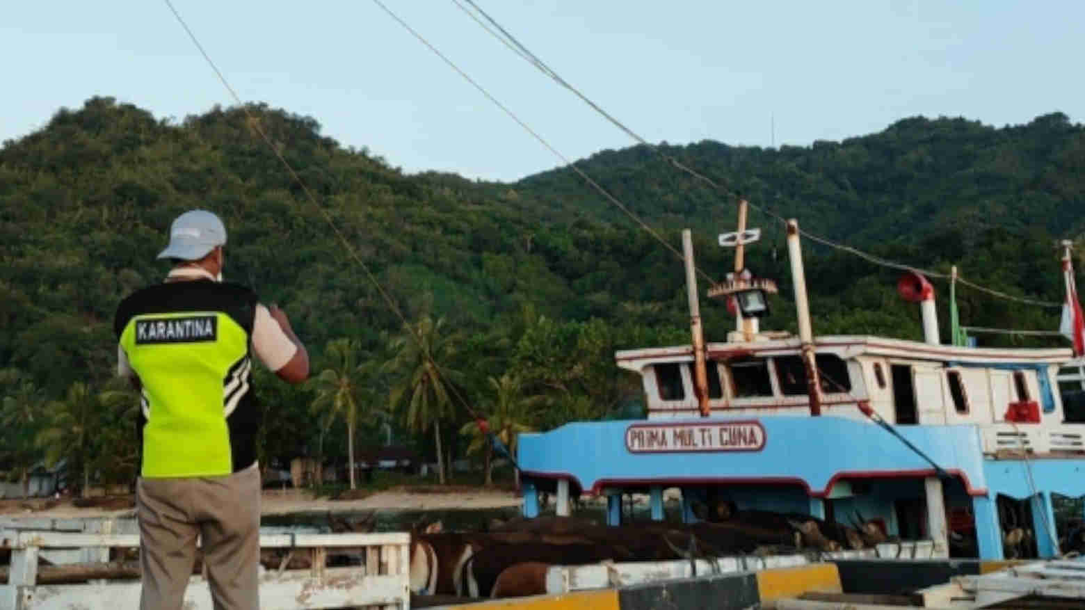 Pengawasan Lalu Lintas Hewan Ternak Rute NTT - Sulsel Diperketat