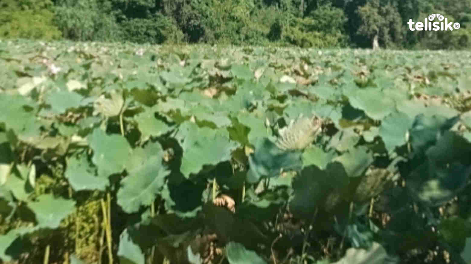 Rana Tonjong NTT, Danau Terunik Kedua di Dunia yang Butuh Tambahan Fasilitas  