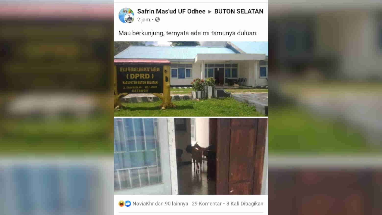 Rombongan Kambing Masuk dalam Sekretariat DPRD Busel Viral di Medsos