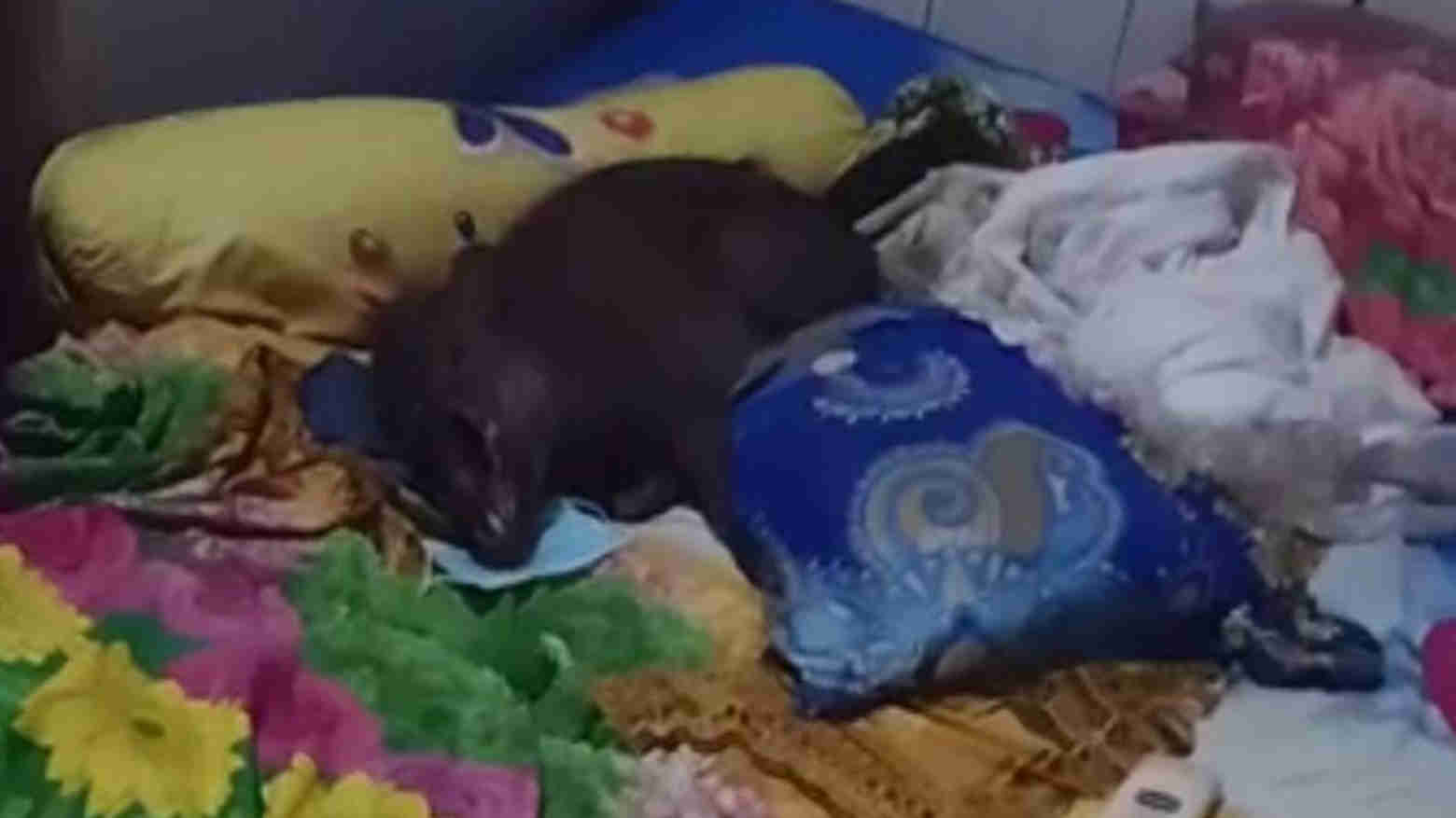 Seekor Babi Terciduk Sedang Baring di Atas Ranjang, Warga Duga Babi Ngepet